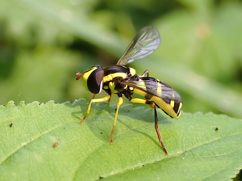 Syrphidae: Xanthogramma cfr. stackelbergi, femmina